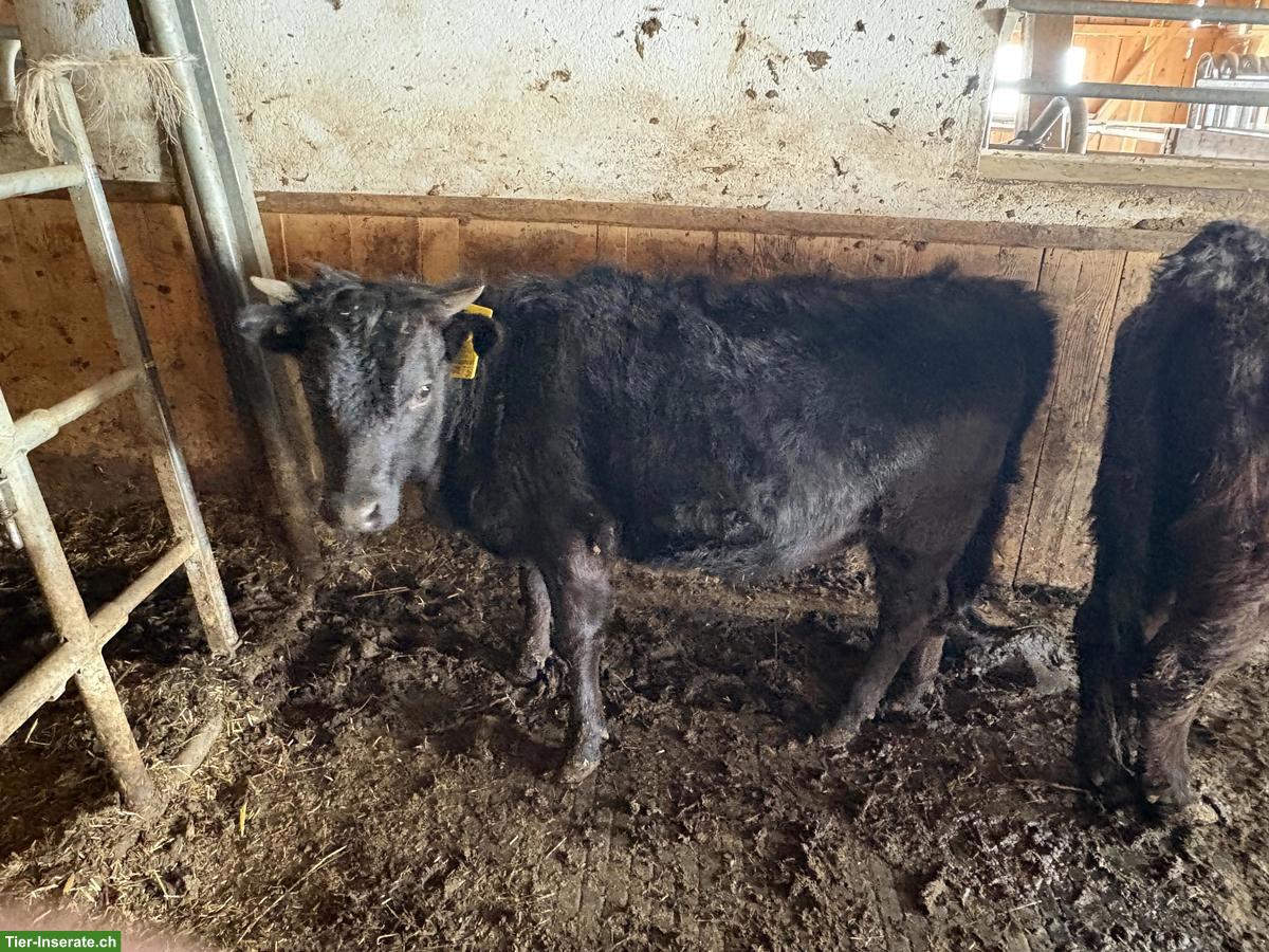 4 Dexter Kuhkälber, schwarz