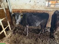 4 Dexter Kuhkälber, schwarz