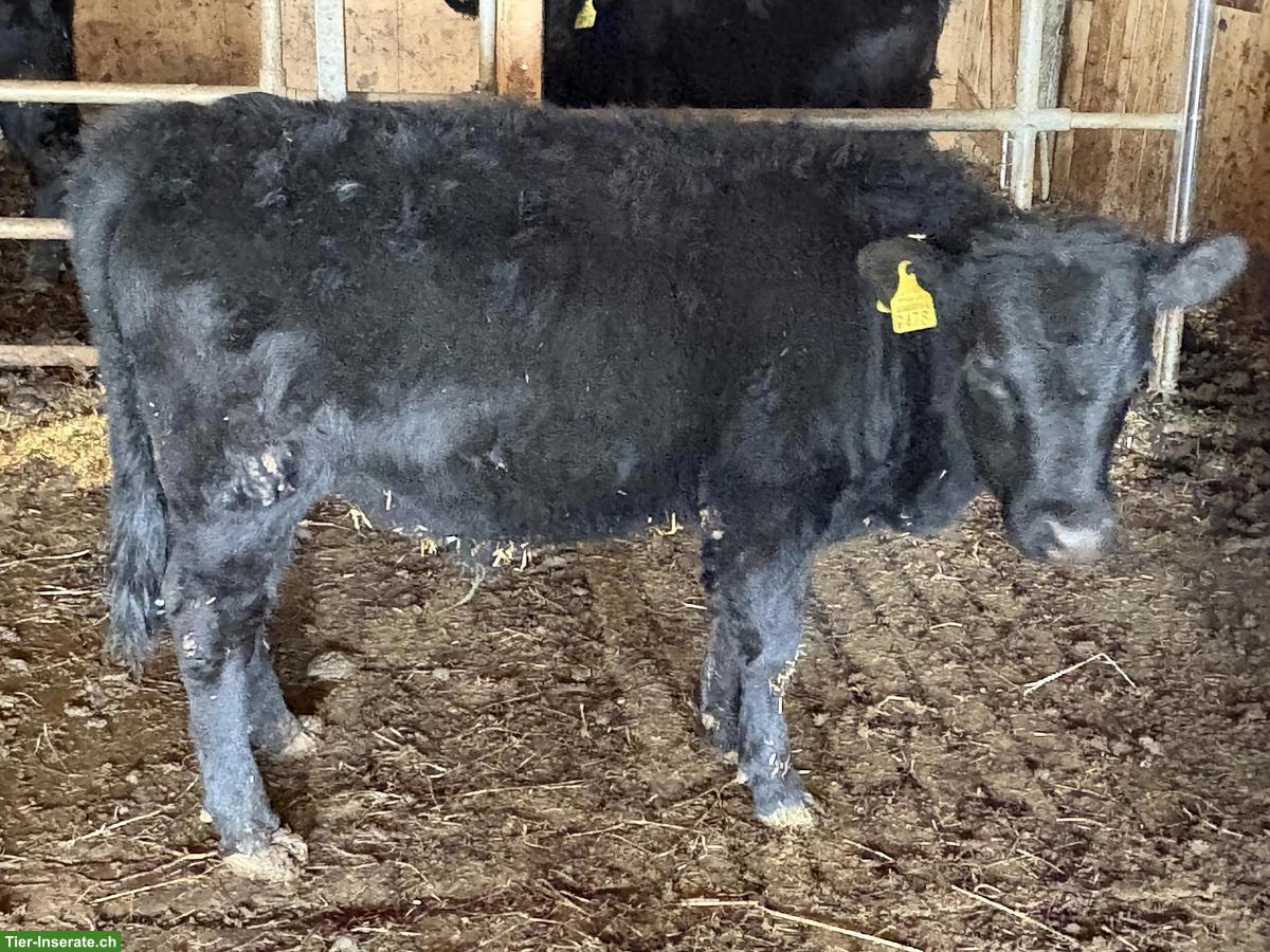 Bild 2: 4 Dexter Kuhkälber, schwarz