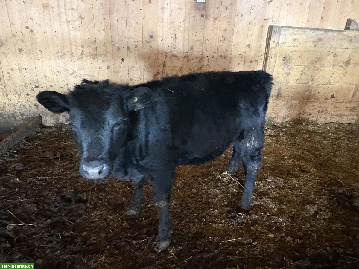 Bild 3: 4 Dexter Kuhkälber, schwarz