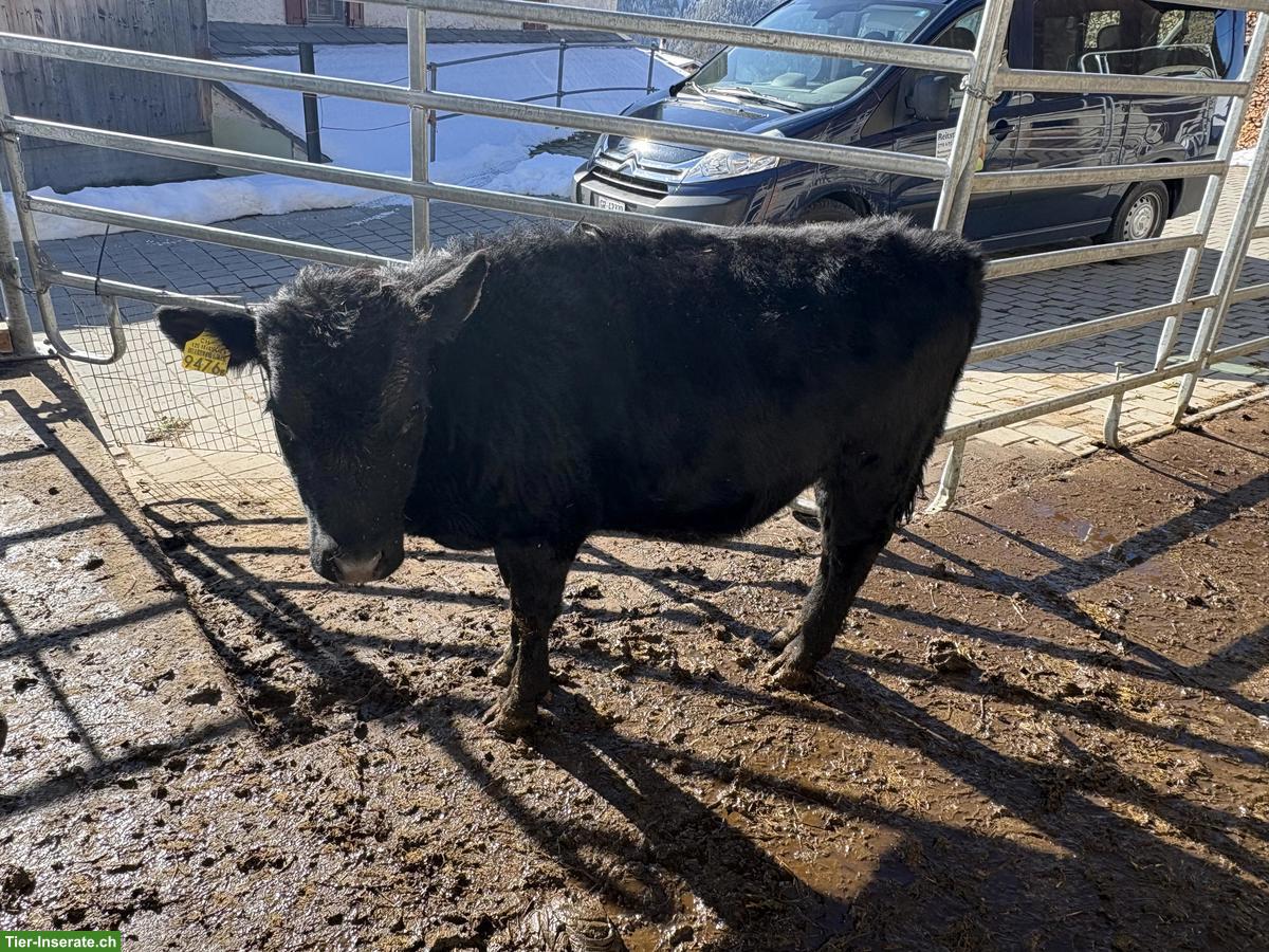 Bild 4: 4 Dexter Kuhkälber, schwarz