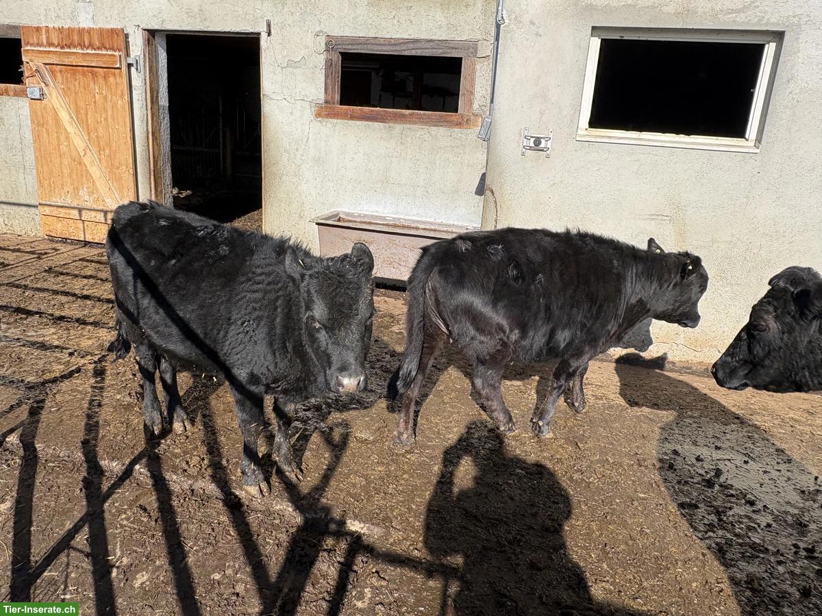 Bild 5: 4 Dexter Kuhkälber, schwarz