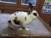 Kleinrex-Kaninchen (Mini Rex), Dalmatiner