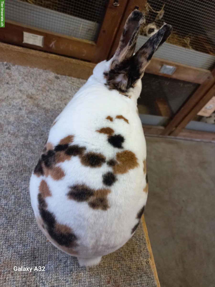 Bild 2: Kleinrex-Kaninchen (Mini Rex), Dalmatiner