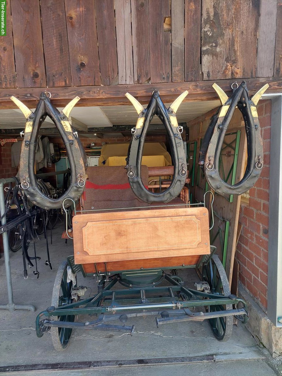 Pferdekummet zu verkaufen