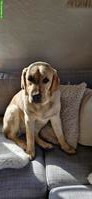 Labrador Hündin Paula sucht einen Lebensplatz