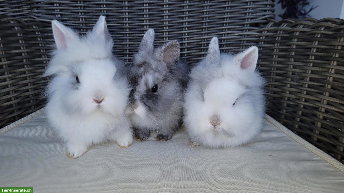 Junge, kleinbleibende Zwerghasen Weibchen