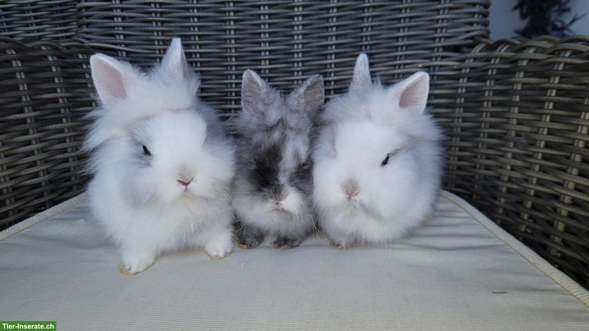 Bild 2: Junge, kleinbleibende Zwerghasen Weibchen