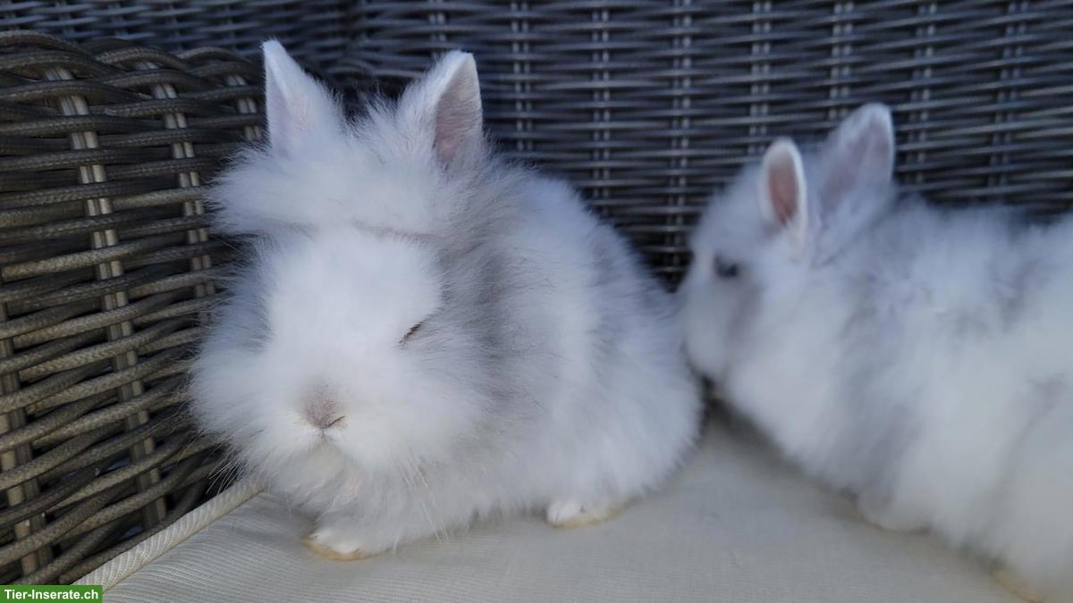 Bild 3: Junge, kleinbleibende Zwerghasen Weibchen