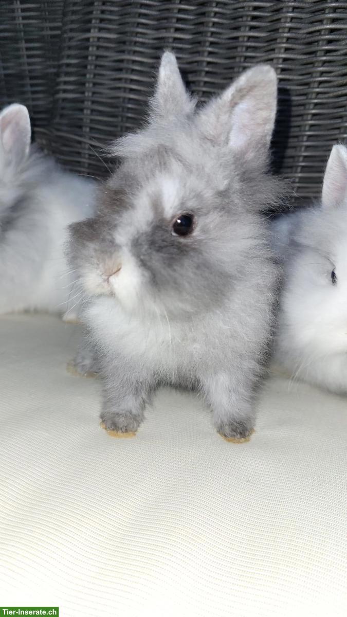 Bild 4: Junge, kleinbleibende Zwerghasen Weibchen