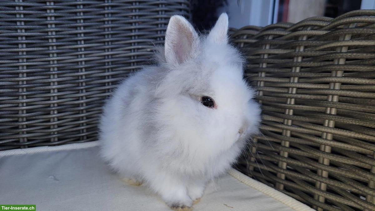Bild 5: Junge, kleinbleibende Zwerghasen Weibchen