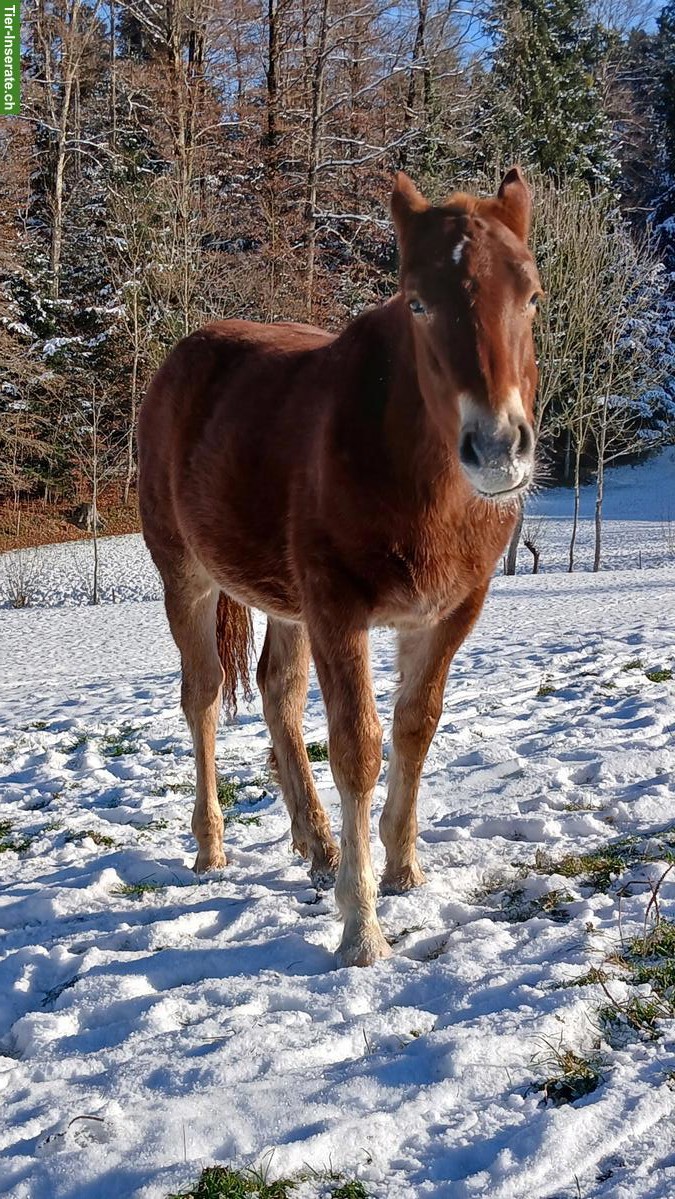 Bild 2: Freiberger-Jährlinge & 2-jähriger Freiberger
