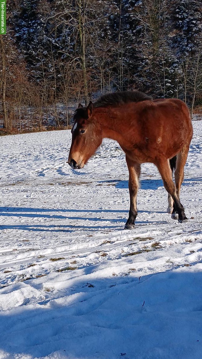 Bild 3: Freiberger-Jährlinge & 2-jähriger Freiberger