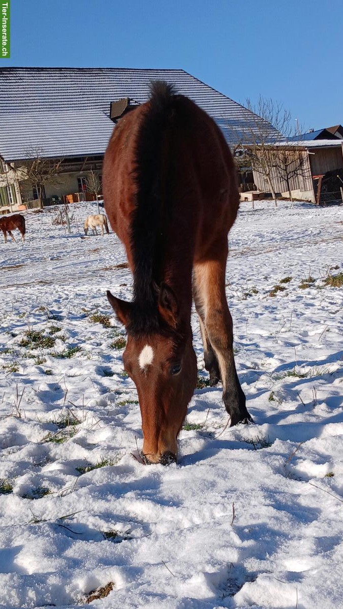 Bild 4: Freiberger-Jährlinge & 2-jähriger Freiberger