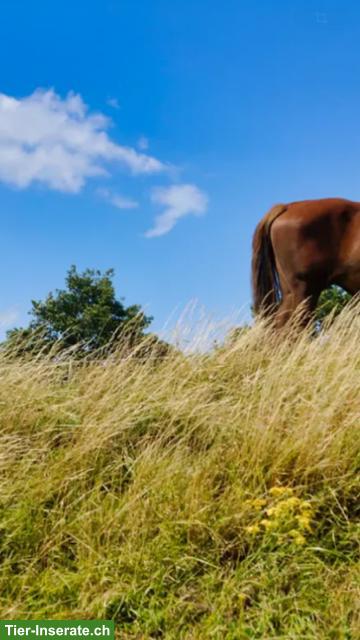 Ferien für ihr Pferd in Heiden AR