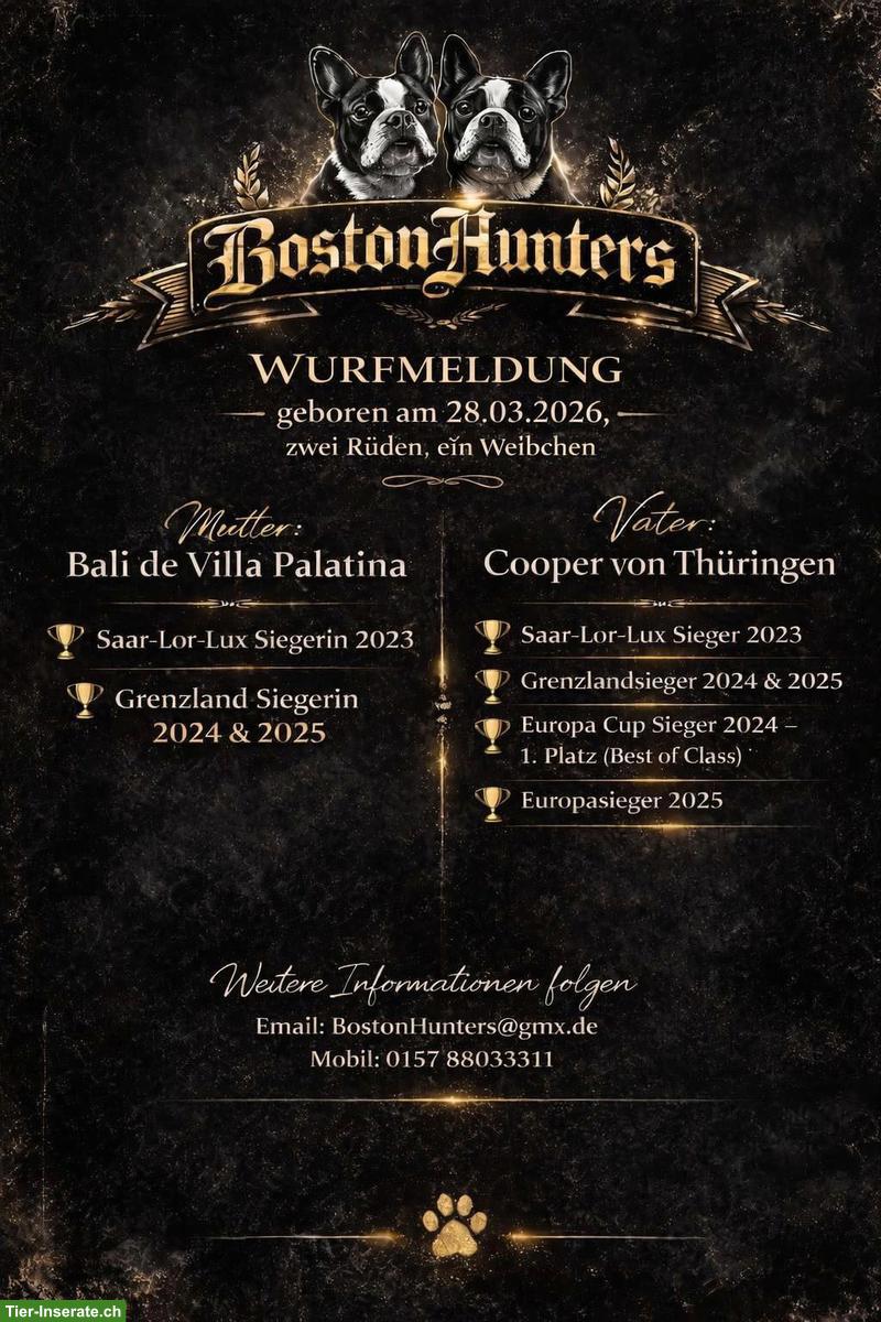 Bild 2: Boston Terrier Welpen, Rüden und Weibchen