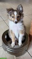 Süsse Sheltie Welpen suchen ihre Familien