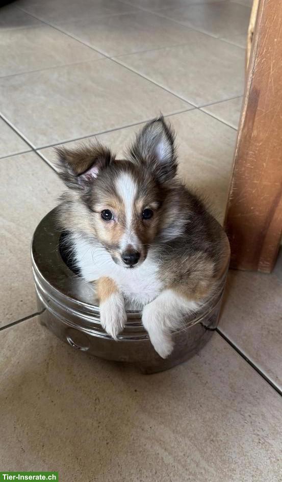 Bild 2: Süsse Sheltie Welpen suchen ihre Familien
