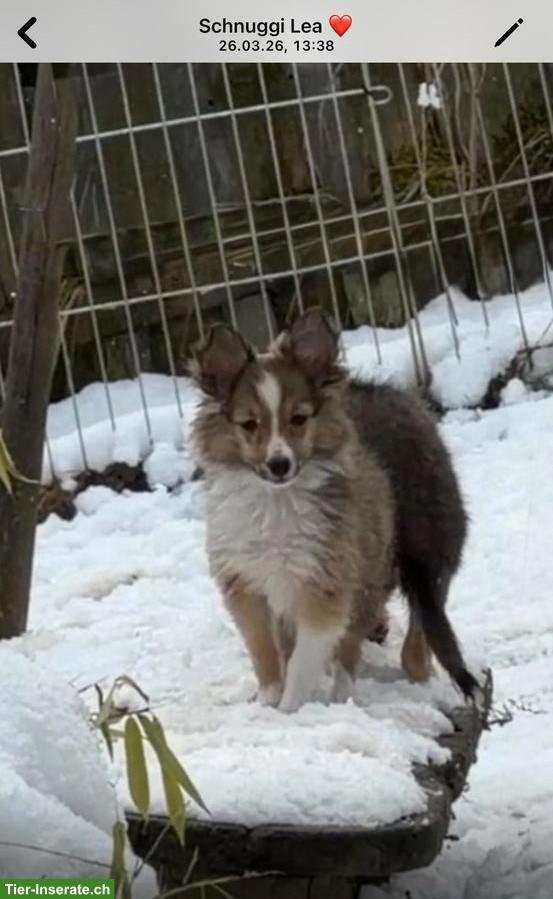 Bild 3: Süsse Sheltie Welpen suchen ihre Familien