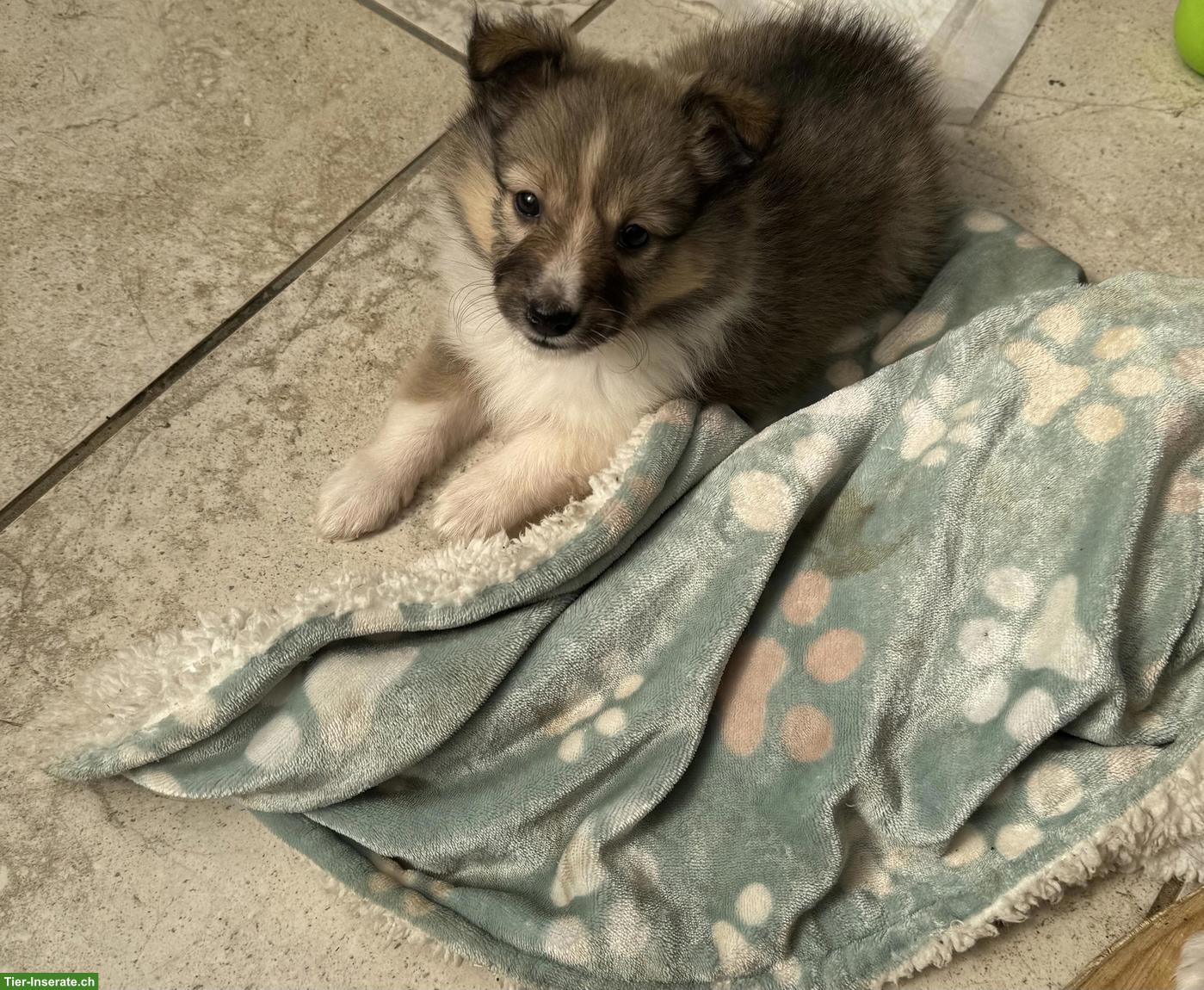 Bild 4: Süsser Sheltie Welpe (Rüde) sucht noch seine Familie