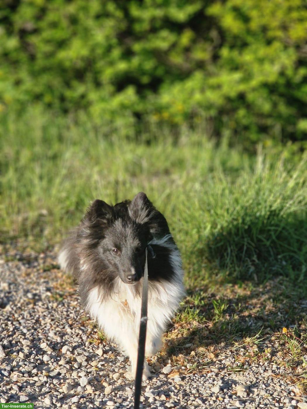 Bild 6: Süsser Sheltie Welpe (Rüde) sucht noch seine Familie