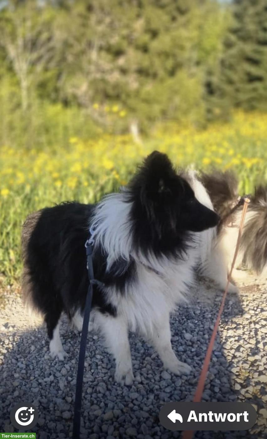 Bild 7: Süsser Sheltie Welpe (Rüde) sucht noch seine Familie