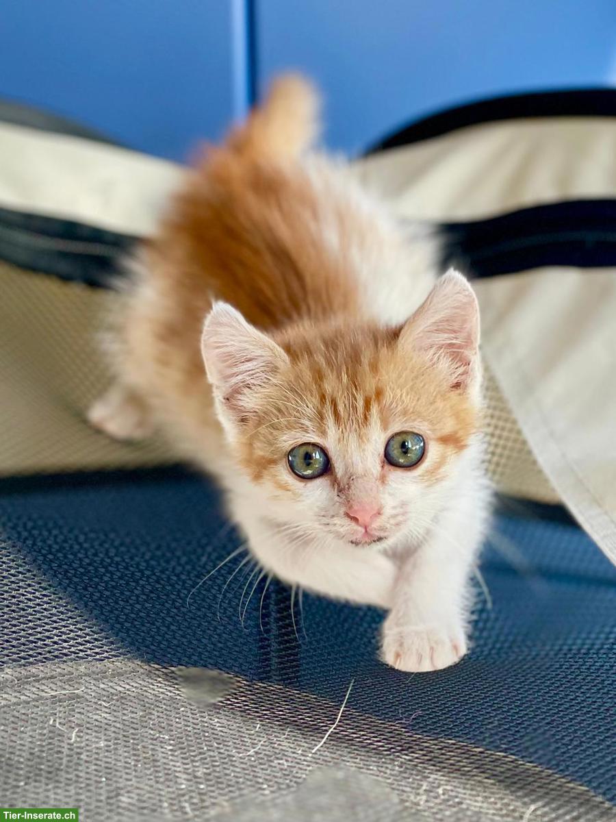 Katzenbaby Miso sucht ihr Für-immer-Zuhause