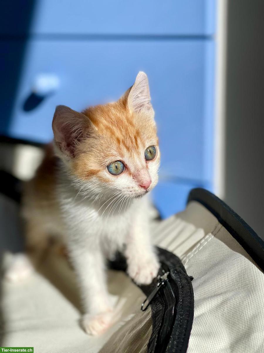 Bild 2: Katzenbaby Miso sucht ihr Für-immer-Zuhause