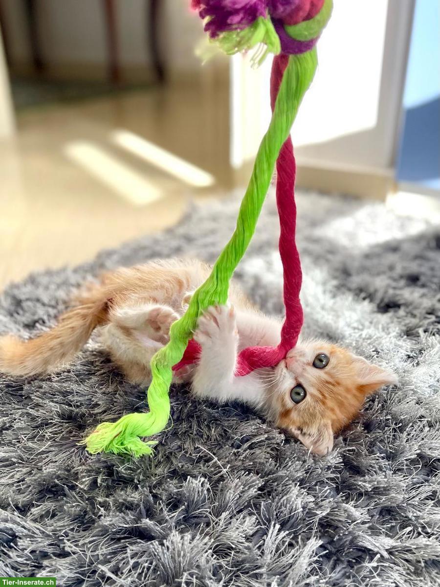 Bild 3: Katzenbaby Miso sucht ihr Für-immer-Zuhause