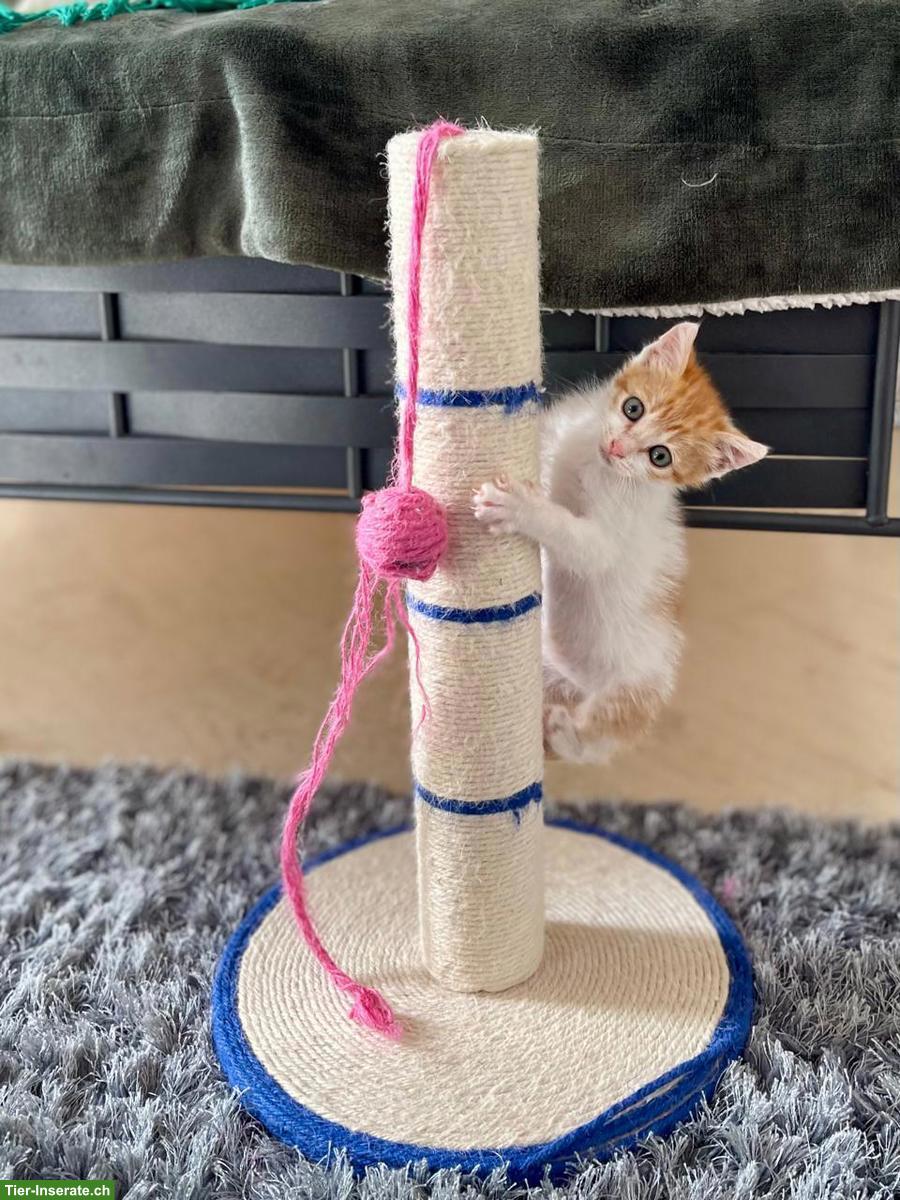 Bild 4: Katzenbaby Miso sucht ihr Für-immer-Zuhause