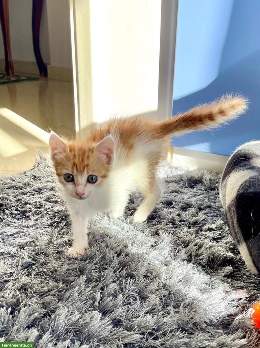 Bild 5: Katzenbaby Miso sucht ihr Für-immer-Zuhause