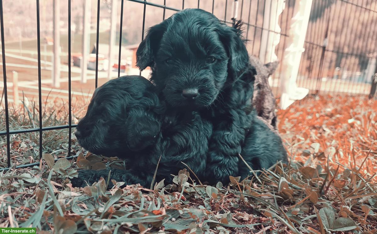 Bordoodle Welpen (Zwerg) aus liebevoller Schweizer Aufzucht