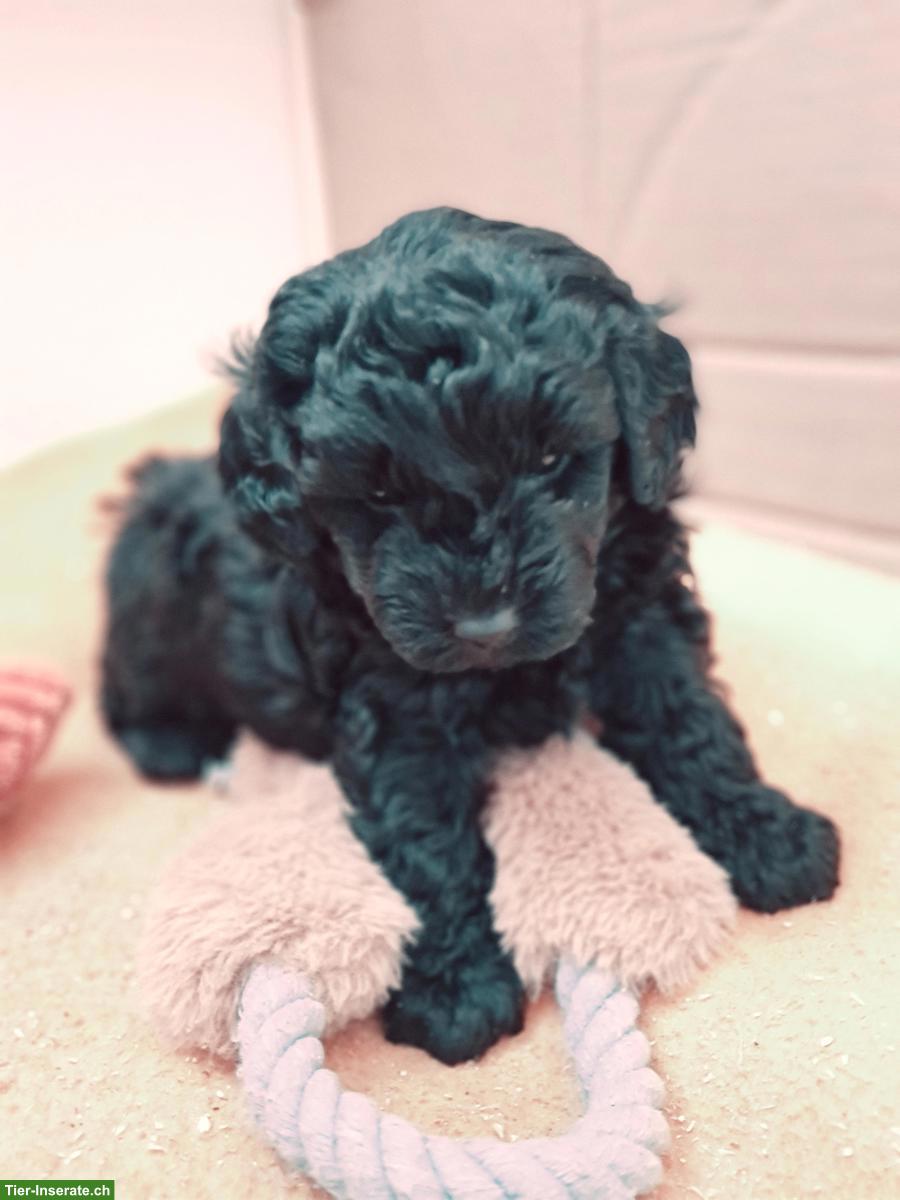 Bild 2: Bordoodle Welpen (Zwerg) aus liebevoller Schweizer Aufzucht