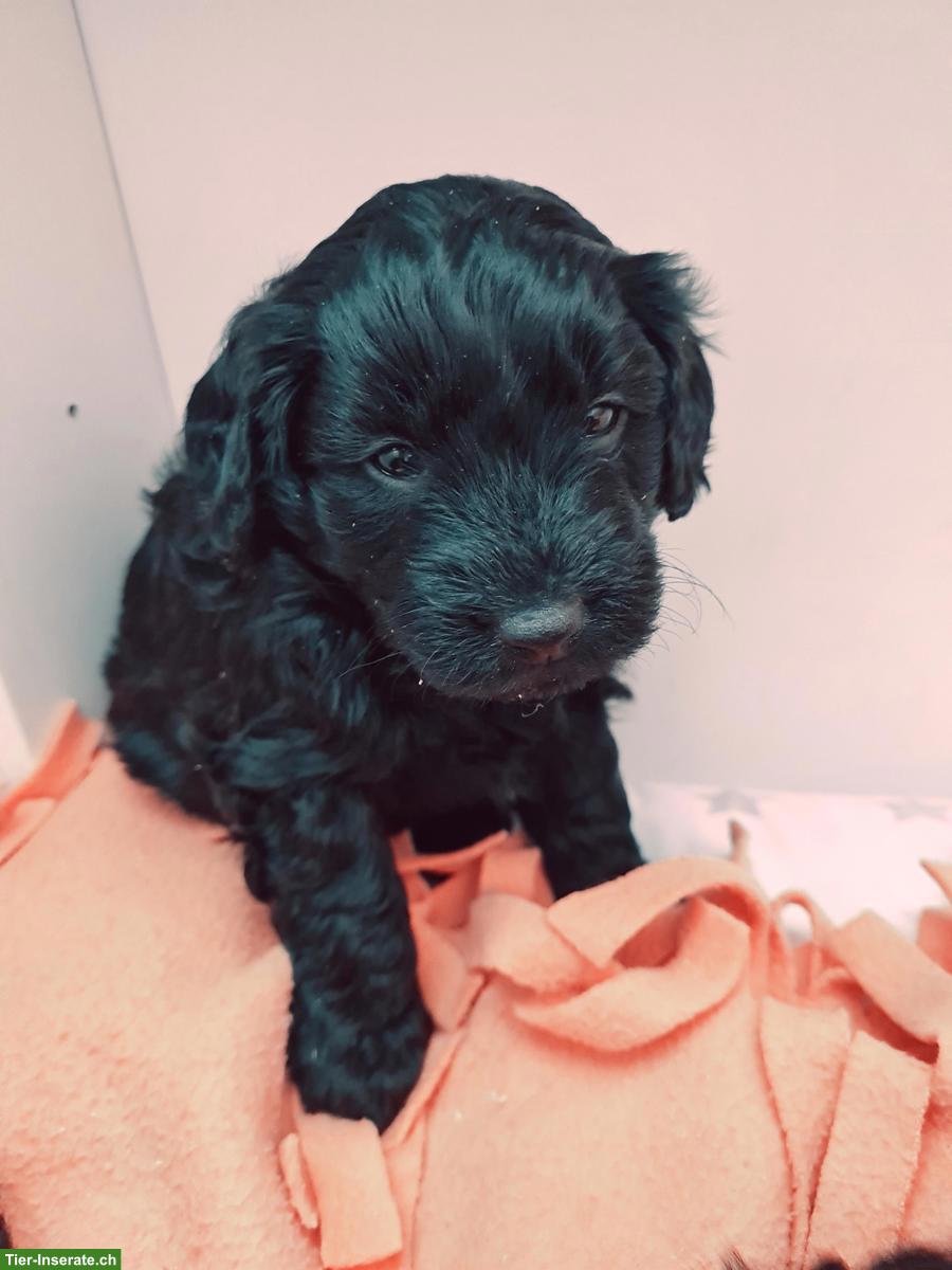 Bild 3: Bordoodle Welpen (Zwerg) aus liebevoller Schweizer Aufzucht