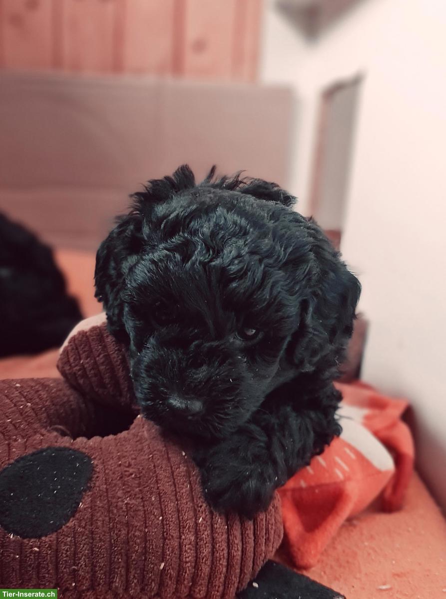 Bild 4: Bordoodle Welpen (Zwerg) aus liebevoller Schweizer Aufzucht