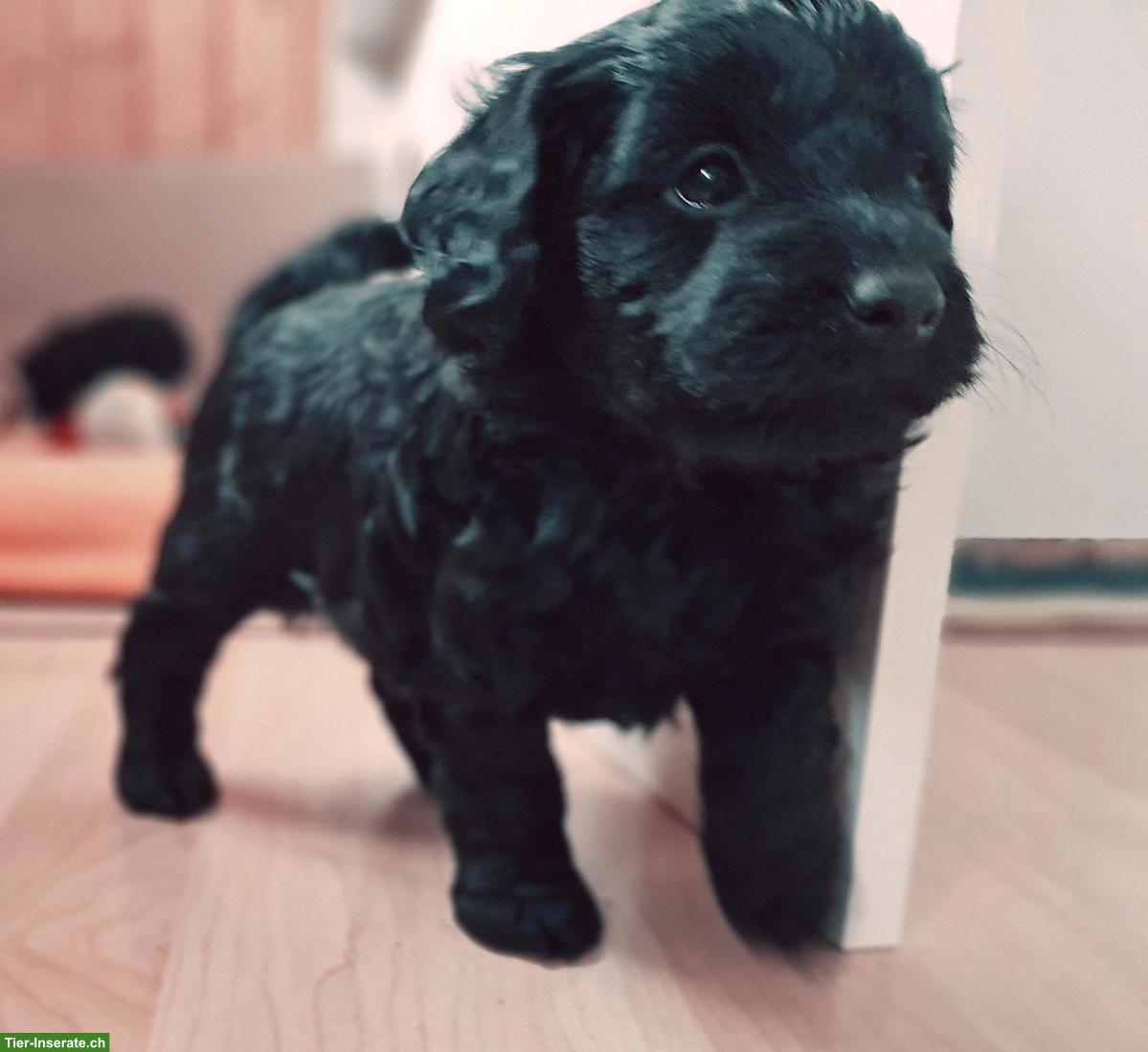 Bild 5: Bordoodle Welpen (Zwerg) aus liebevoller Schweizer Aufzucht