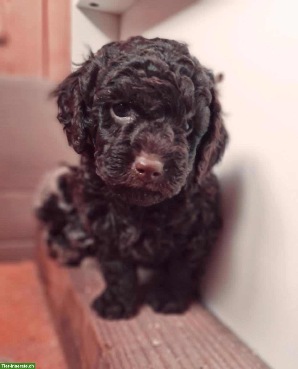 Bild 6: Bordoodle Welpen (Zwerg) aus liebevoller Schweizer Aufzucht