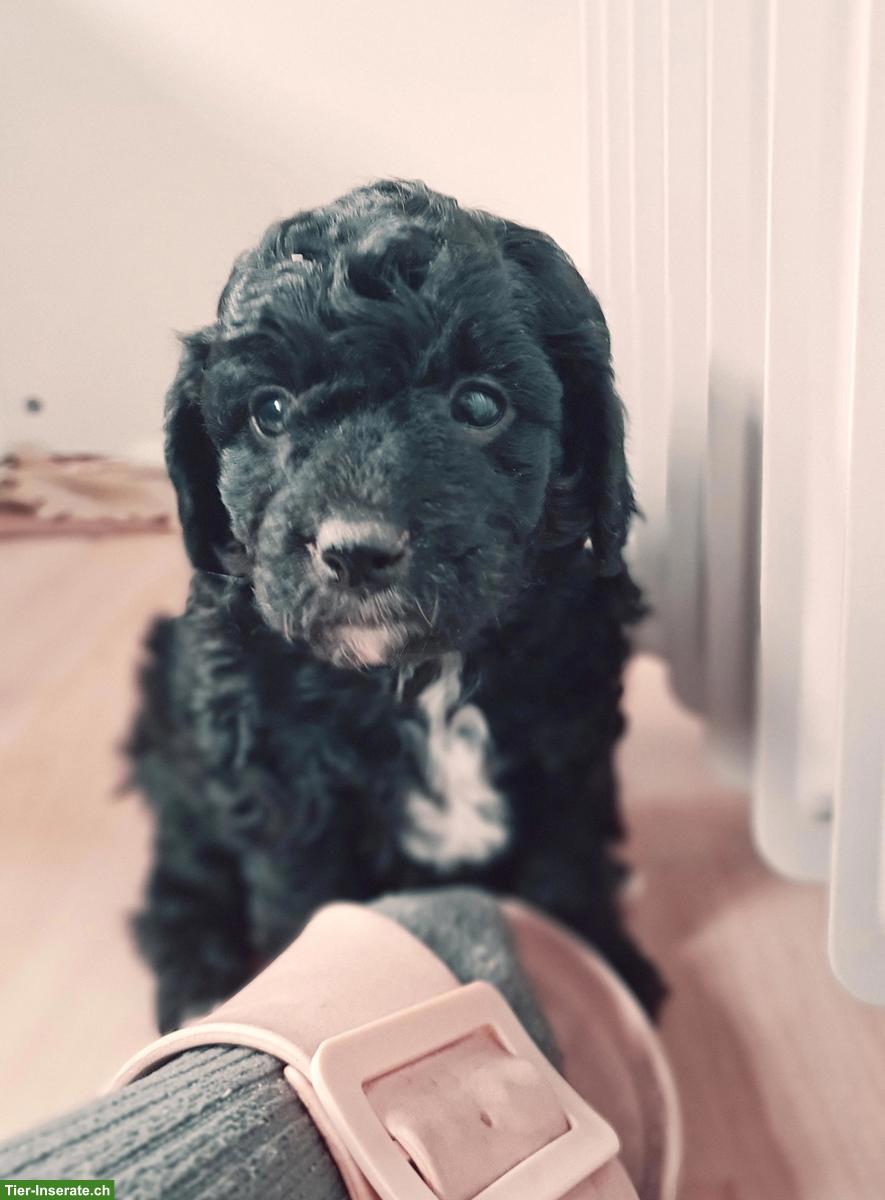 Bild 7: Bordoodle Welpen (Zwerg) aus liebevoller Schweizer Aufzucht