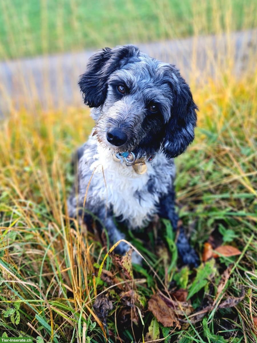 Bild 8: Bordoodle Welpen (Zwerg) aus liebevoller Schweizer Aufzucht