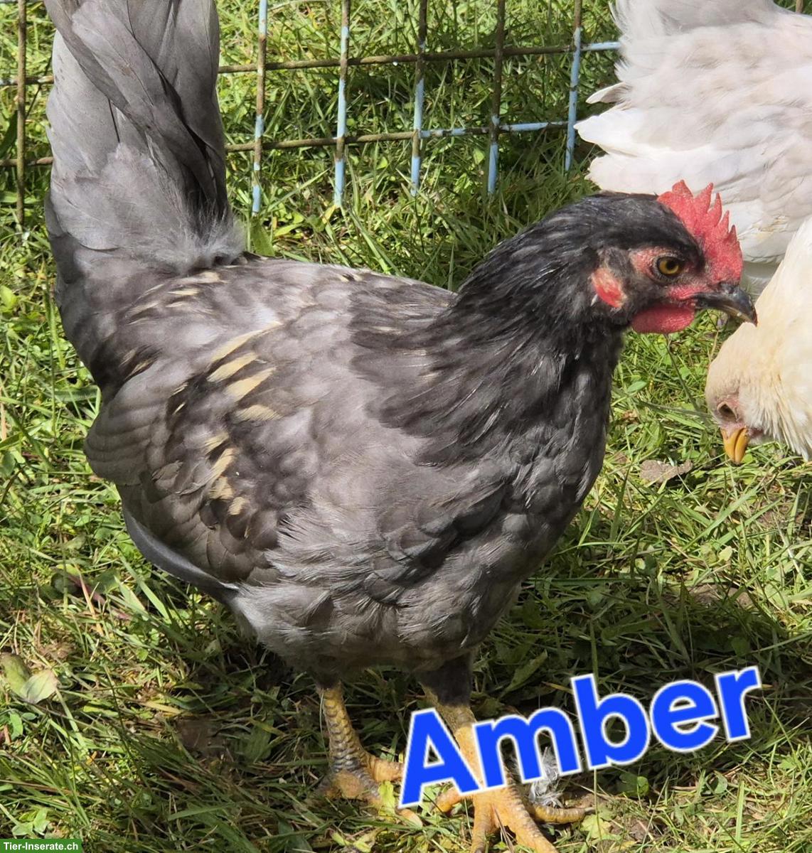 Junge Chabo-Zwerghähne suchen ihre Hühnerschar