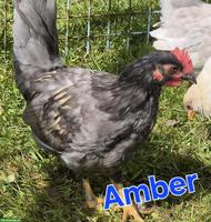 Junge Chabo-Zwerghähne suchen ihre Hühnerschar