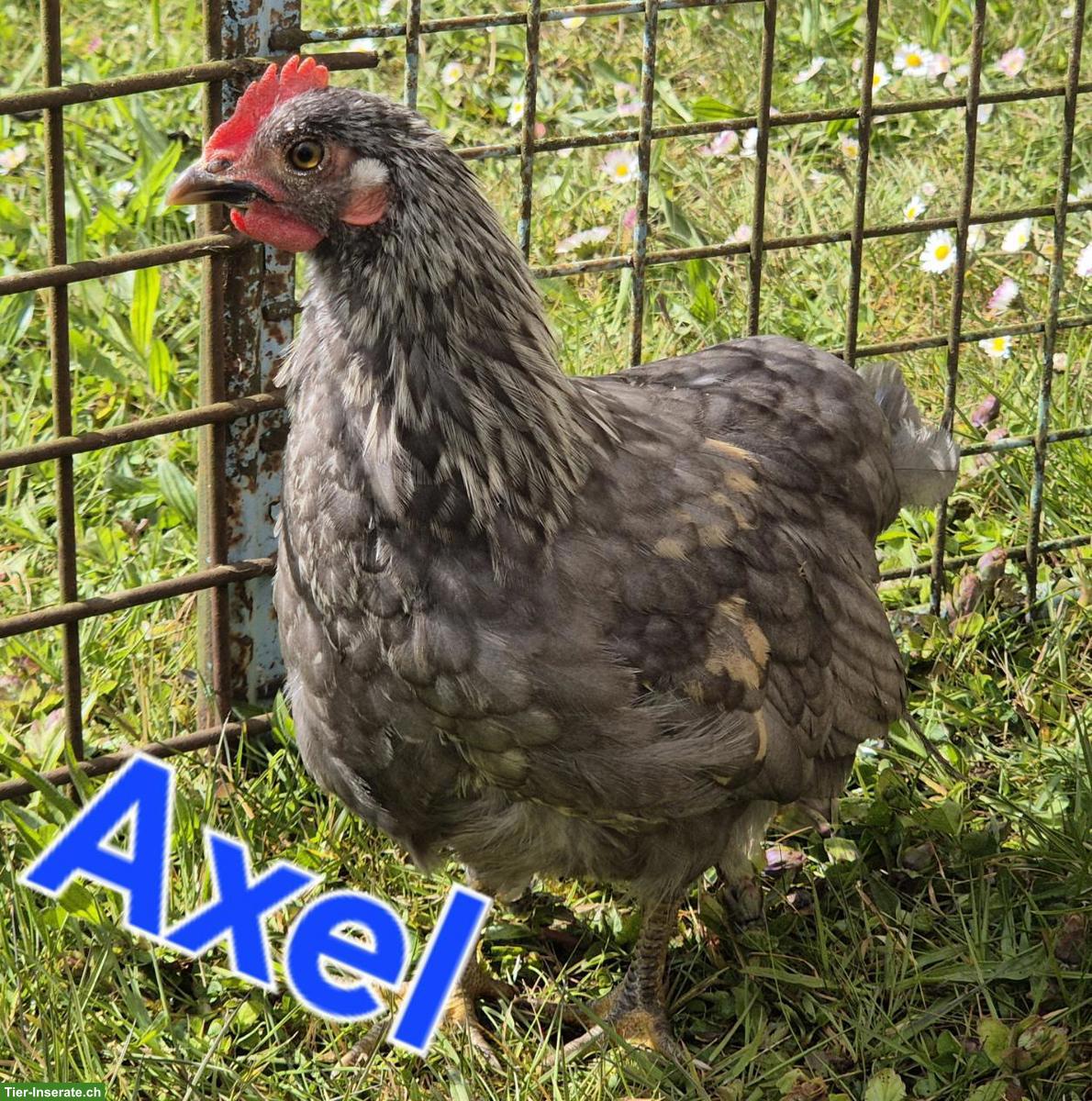 Bild 2: Junge Chabo-Zwerghähne suchen ihre Hühnerschar