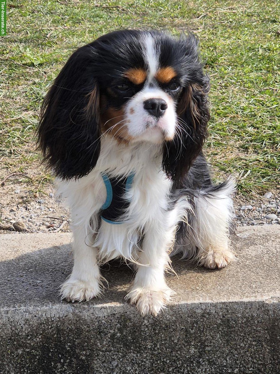 Toller Cavalier King Charles Spaniel Rüde