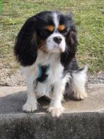 Toller Cavalier King Charles Spaniel Rüde