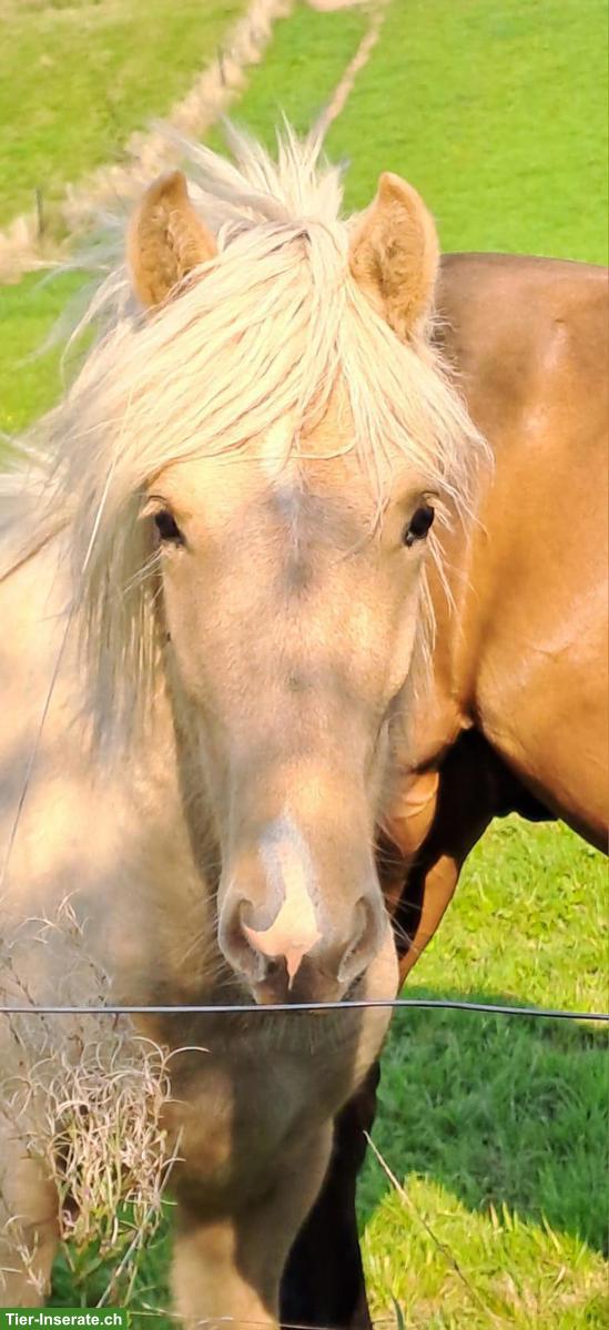 2 Isländer, Jungpferde mit bester Abstammung