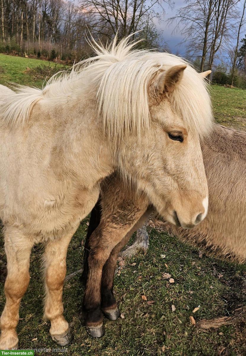 Bild 2: 2 Isländer, Jungpferde mit bester Abstammung