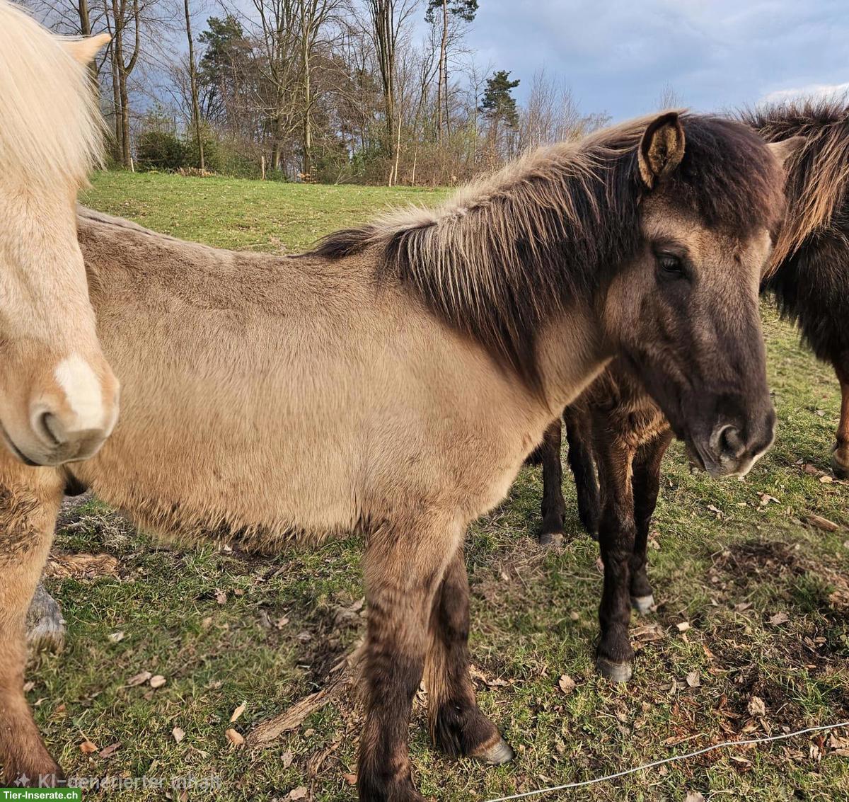 Bild 3: 2 Isländer, Jungpferde mit bester Abstammung