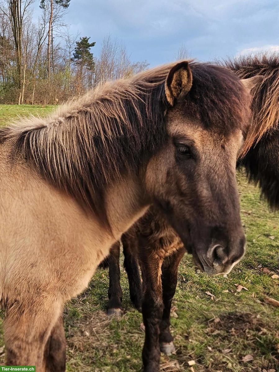 Bild 4: 2 Isländer, Jungpferde mit bester Abstammung