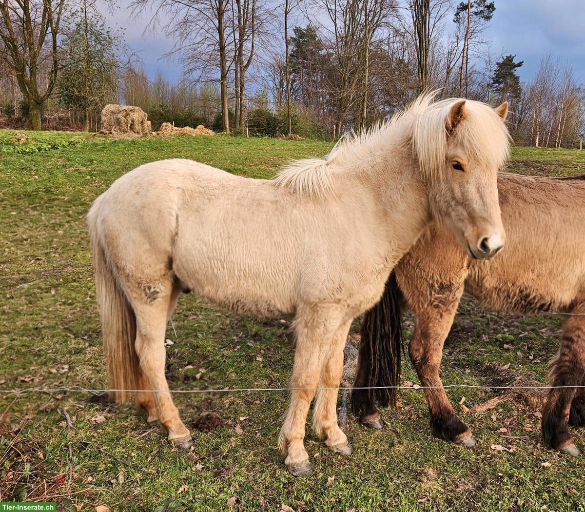 Bild 5: 2 Isländer, Jungpferde mit bester Abstammung