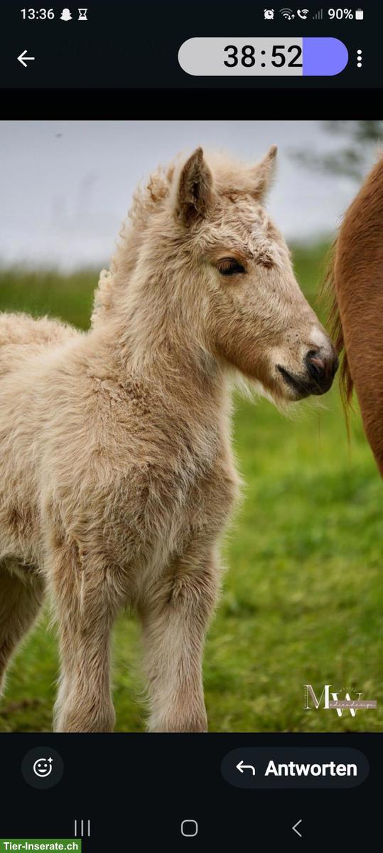 Bild 6: 2 Isländer, Jungpferde mit bester Abstammung